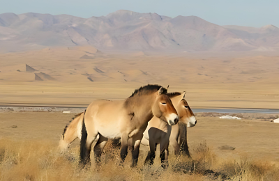 ХОМЫН ТАЛЫН АЯЛАЛ